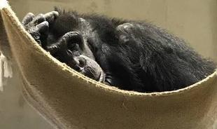 マリモのベッド