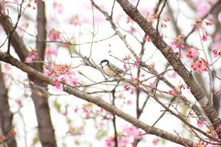 ソメイヨシノ 五分咲き！
