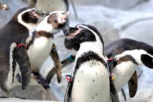 ズーラシアキッズ-アカデミー(1月～3月)