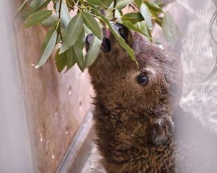 は...生えとる！