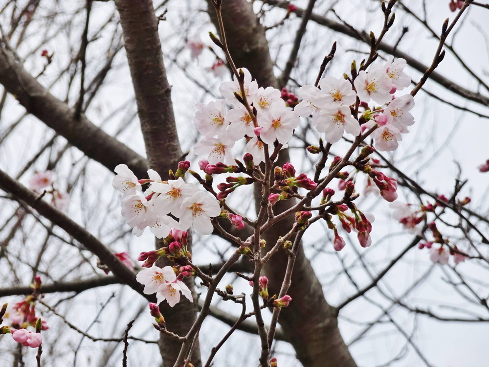 ソメイヨシノ 三分咲き 桜開花 よこはま動物園ズーラシア公式サイト 公益財団法人 横浜市緑の協会