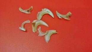 落とし物、見～つけた！