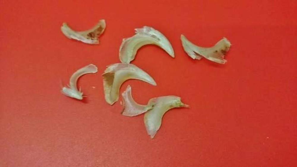 落とし物、見~つけた!の写真