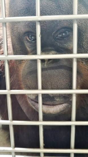 バレンタインが帰ってきました