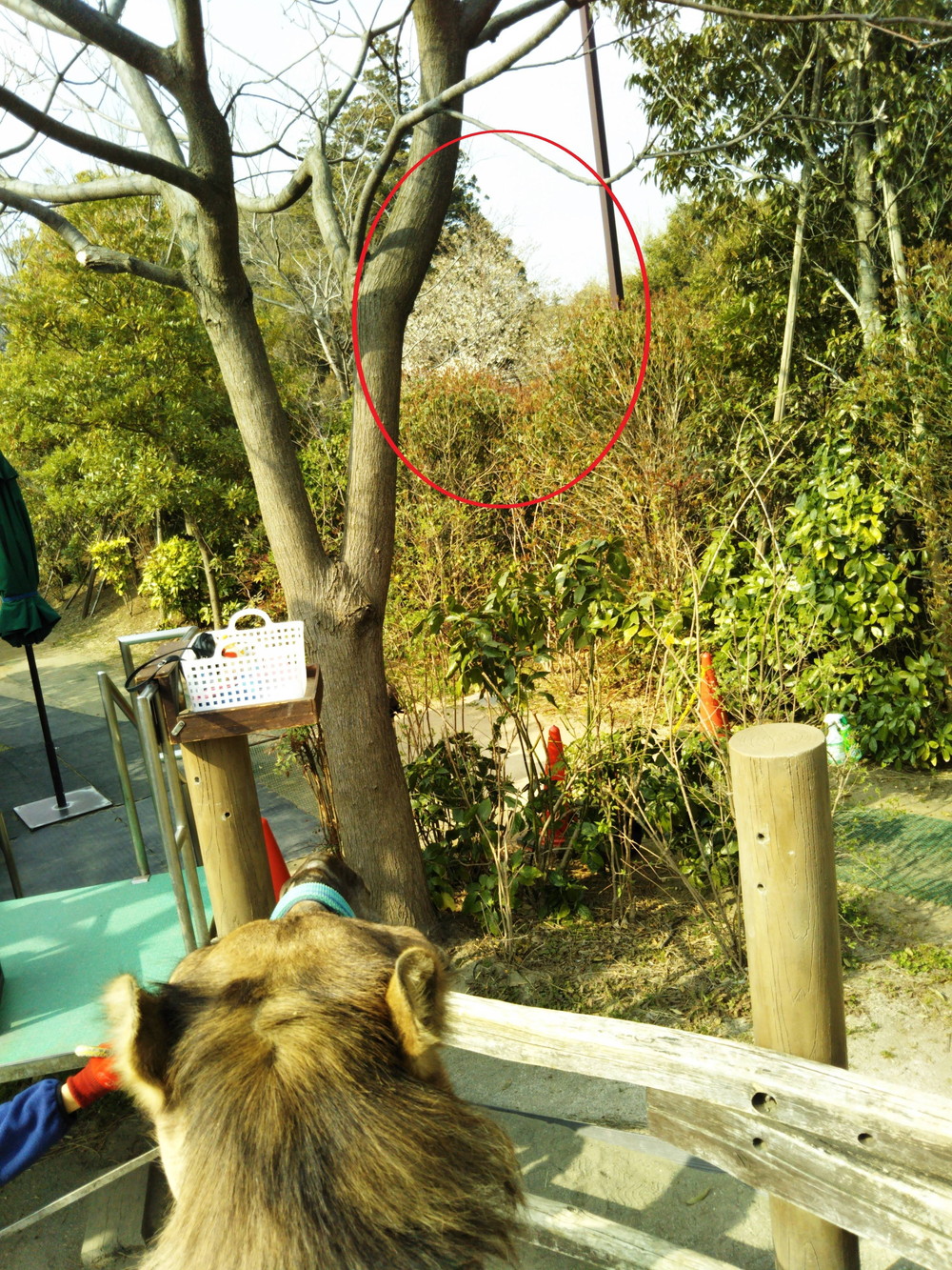 ラクダライドでお花見!の写真