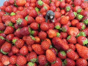 今年度最後のお祭り「いちご祭り」