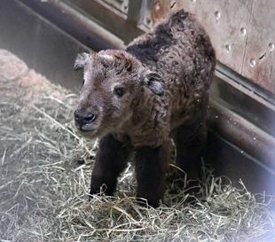 ゴールデンターキン、生まれました