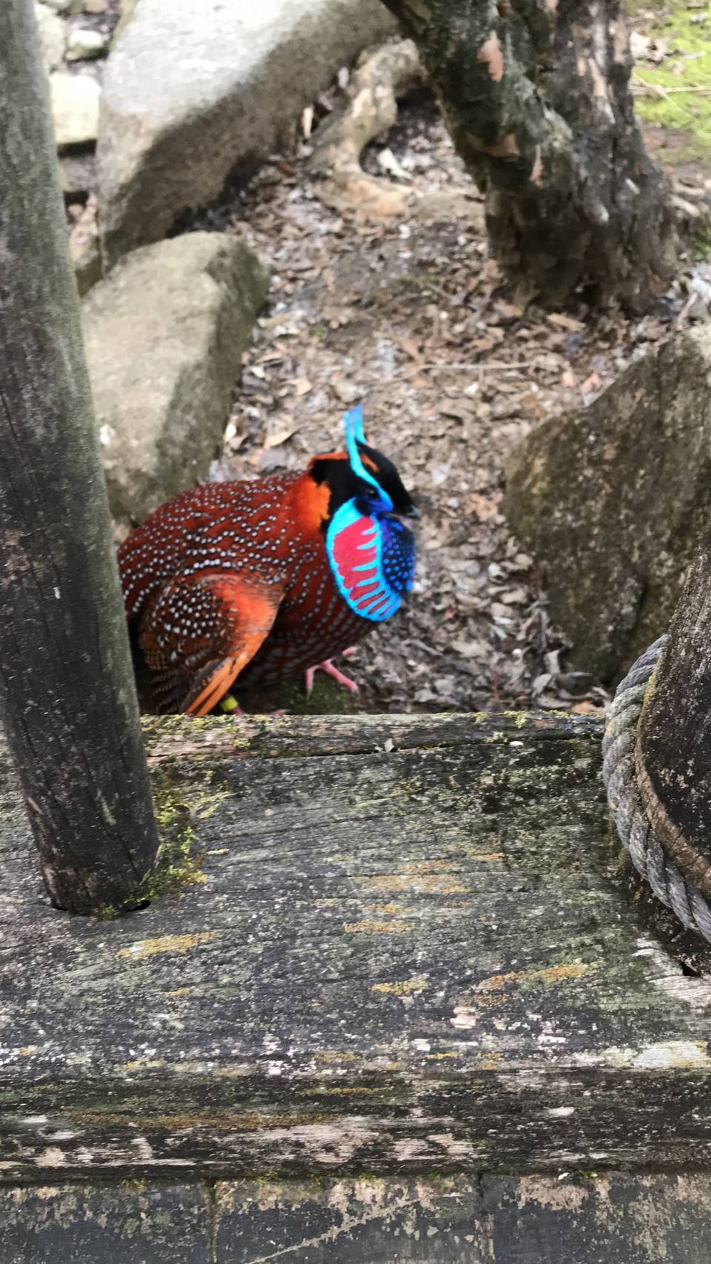 春です!!の写真