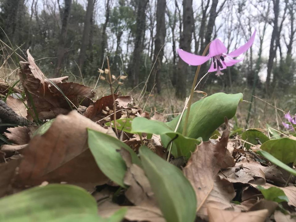 春がやってきたの写真