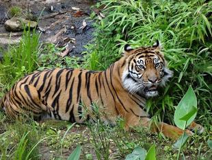 ズーラシアスクール第6回「守ろう！アジアの熱帯林×動物たちの未来」（後編）