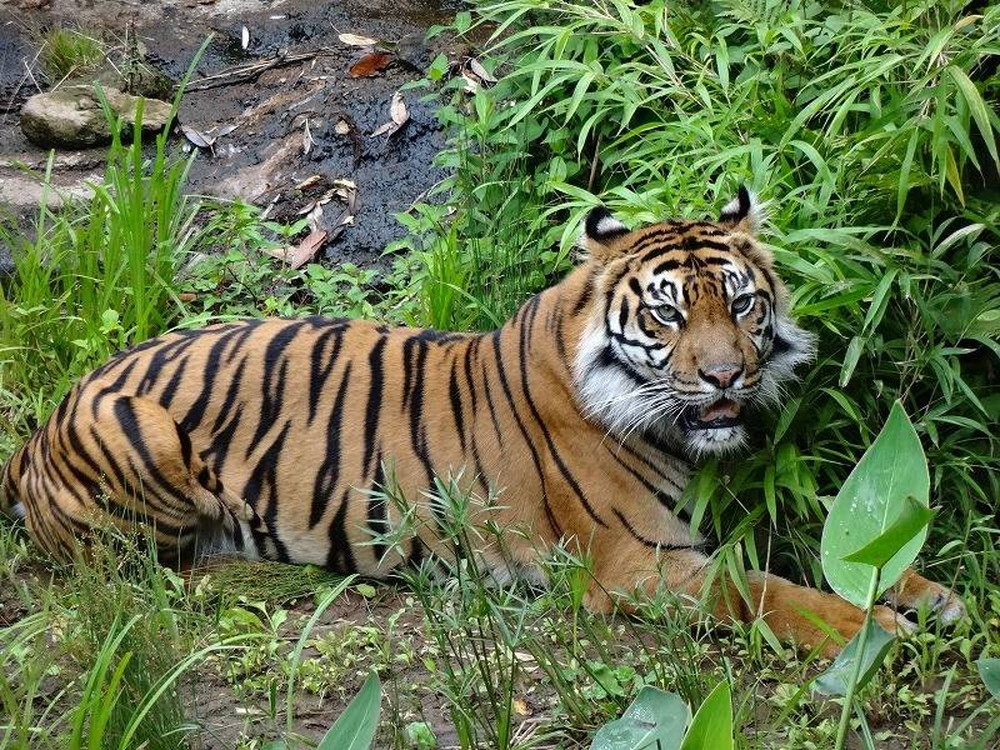 ズーラシアスクール第6回「守ろう!アジアの熱帯林×動物たちの未来」(後編)の写真