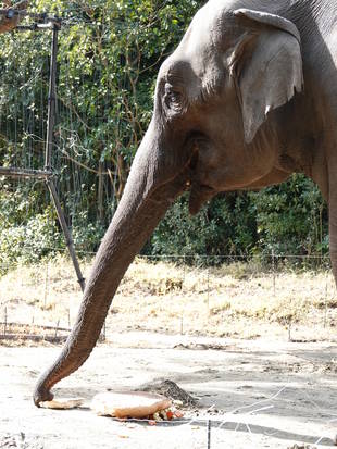 バレンタインデーだぞう！【2日目】