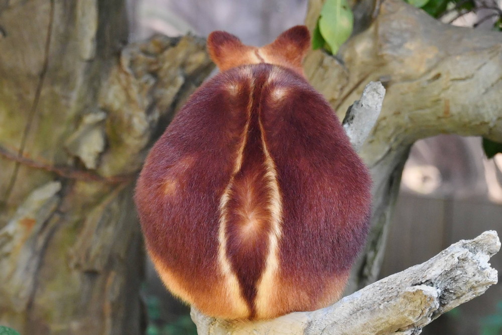 愛らしい背中の写真