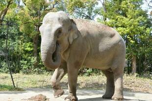 インドゾウへのプレゼントは？