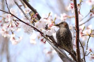ソメイヨシノ満開！！