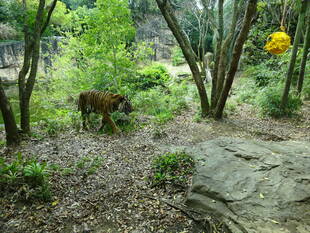 黄色いボールのその後・・・③