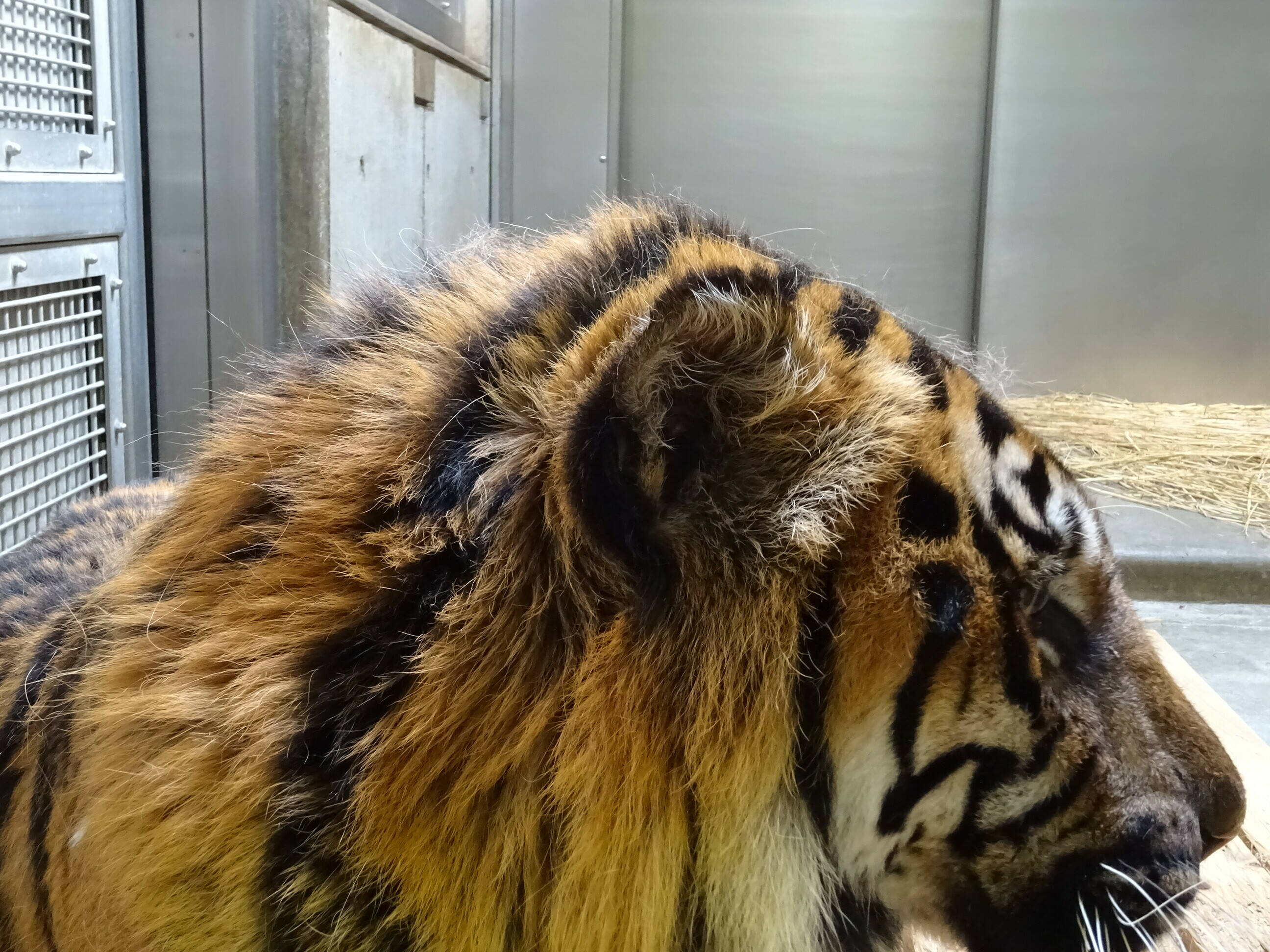 見かけが小さくなっていきます・・・の写真