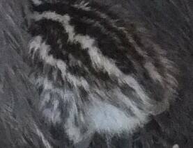 しましま だぁれ?の写真