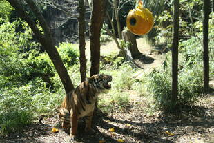 黄色いボールのその後・・・①