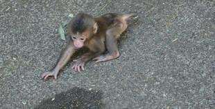 ニホンザル赤ちゃん誕生！！