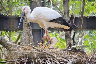 孵化しました！