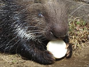 ヤマアラシって・・・（後編）