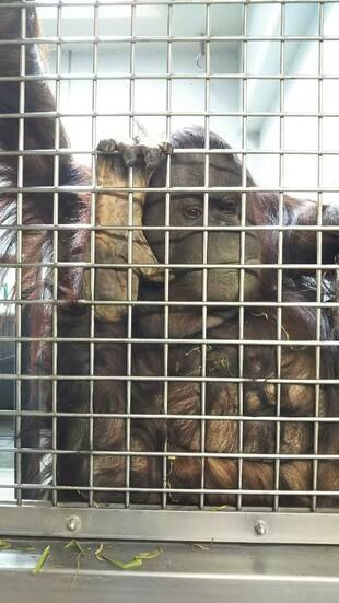 朝のバレンタイン