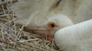 コウノトリ成長記録②
