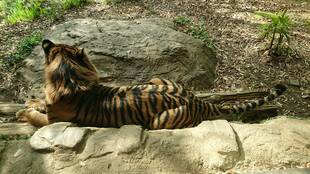 ガンターの続き・・・