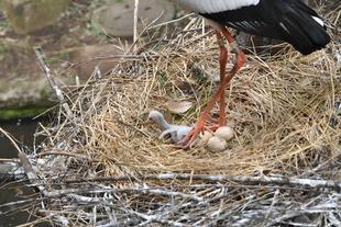 コウノトリ成長記録①