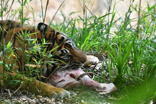 20周年記念の一環として