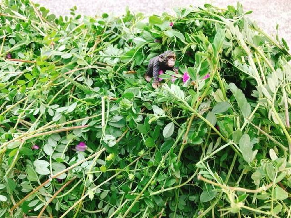烏野豌豆の写真