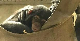 すやすや、ハル