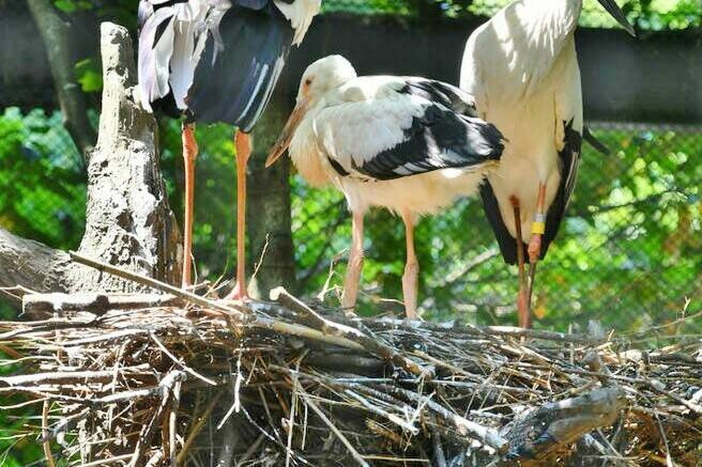 コウノトリ成長記録③の写真