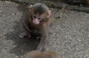 ニホンザル成長日記