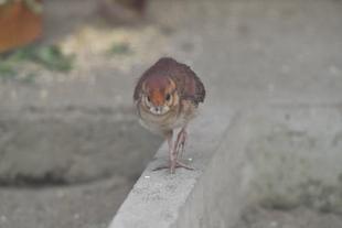 孵化しました！（ベニジュケイ編)