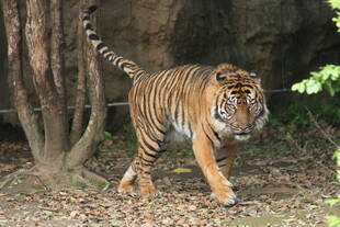 久々のお出まし！