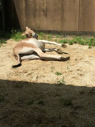 モウコノロバの20周年記念ガイド【舞台裏】☆*+。