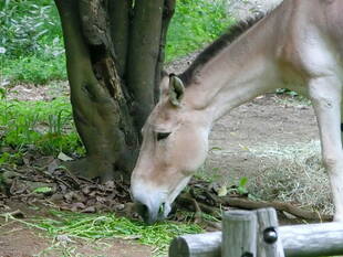 モウコノロバの20周年記念ガイド☆*+。