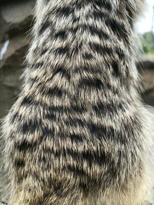 おとななんです！