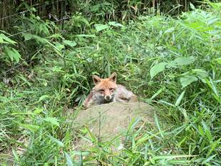 コウシロウの日常