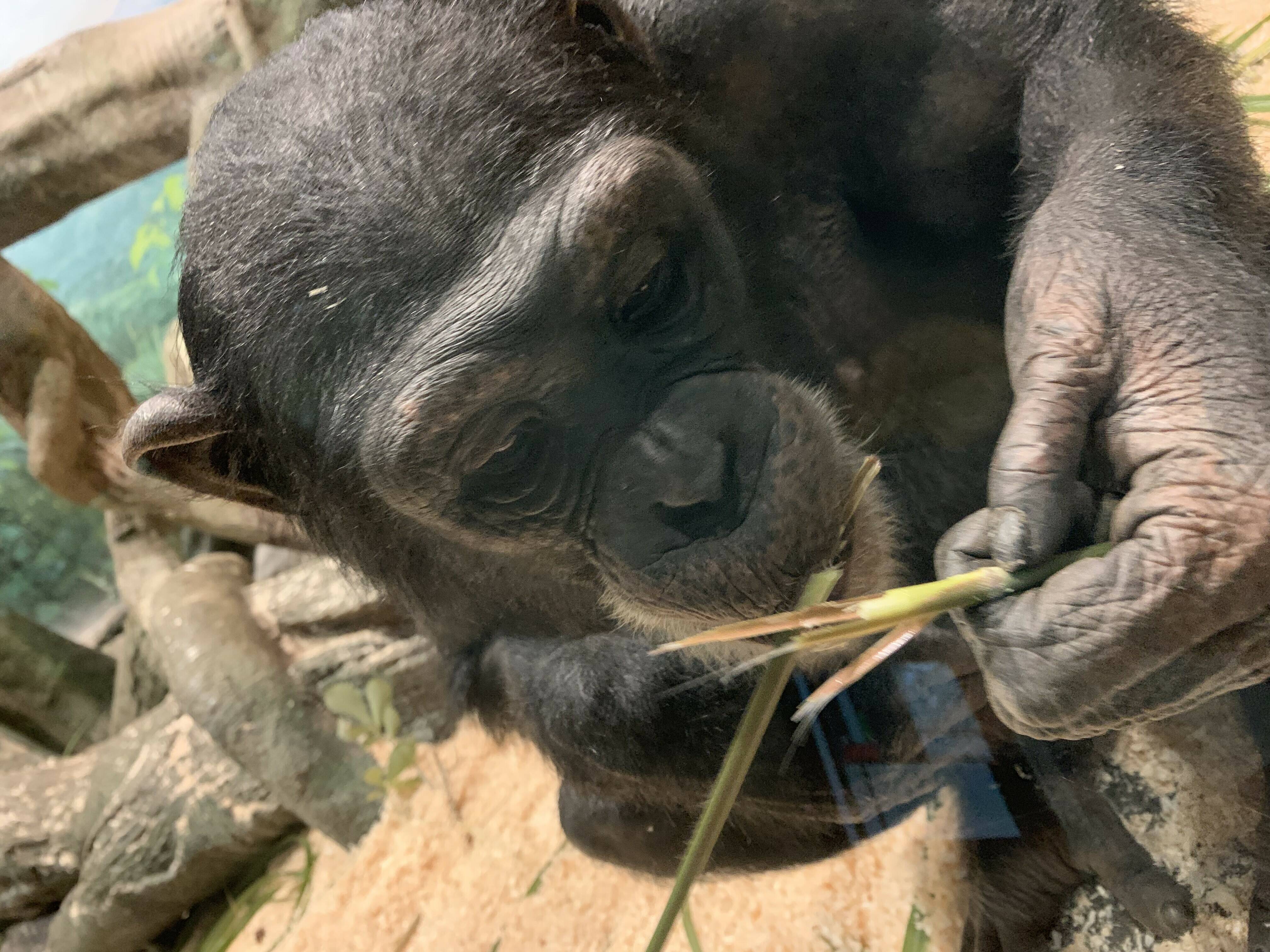 こんなものも食べます チンパンジーの森日記 よこはま動物園ズーラシア公式サイト 公益財団法人 横浜市緑の協会