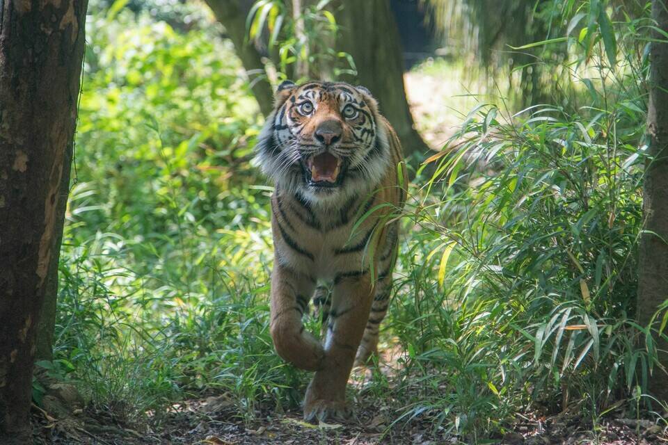 カリにもプレゼントを!!の写真