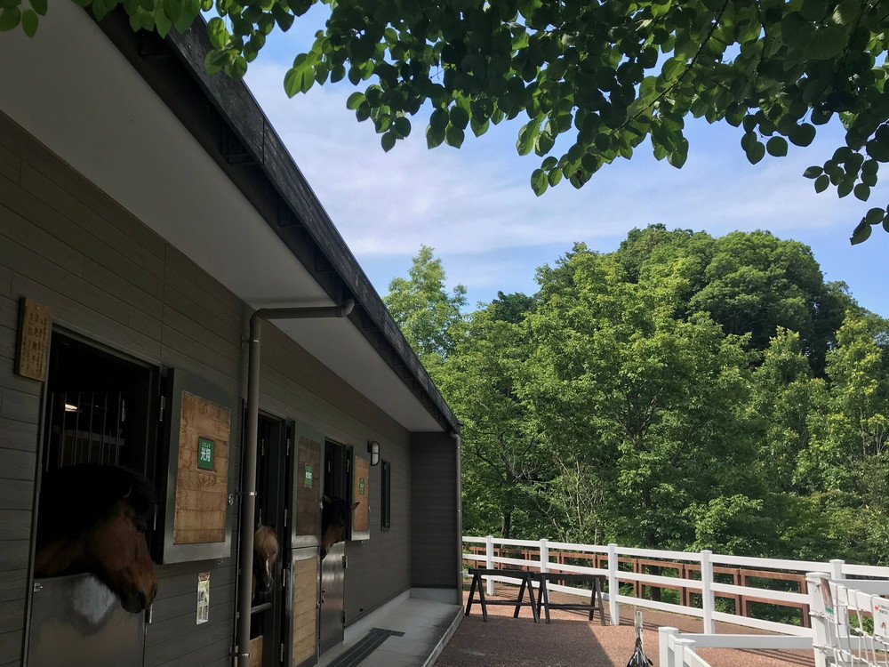 最近の馬たちの写真