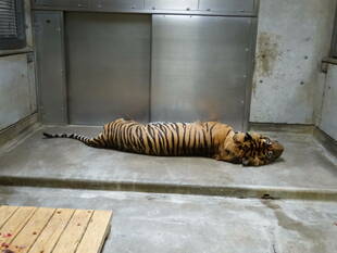 予告通り・・・