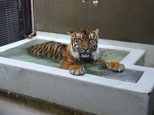 プール開きしました('ω')ノ