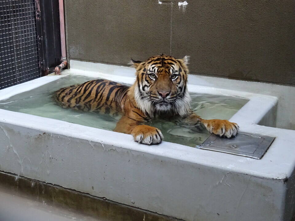 プール開きしました('ω')ノの写真