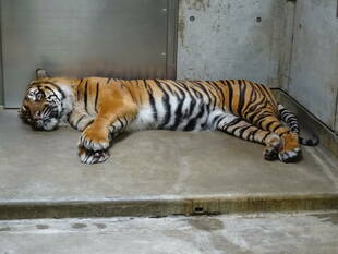 行儀のよい寝姿！？