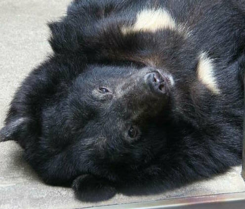 ツキノワグマの寝姿...二者二様の写真