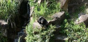 ユマの献花台終了しました...